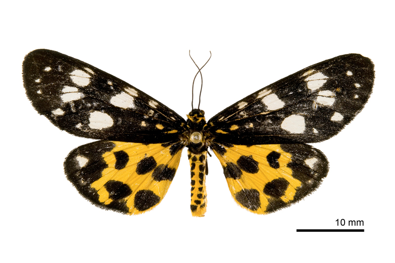 Nikaea matsumurai Female